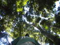 Thumbnail for Walk in the Woods